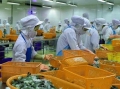 Xuất khẩu tôm sang Nhật Bản “phập phồng” lo ngại rào cản mới
