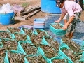 Giá tôm sú và tôm thẻ chân trắng diễn biến trái chiều