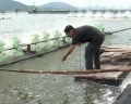 Khánh Hòa: Nuôi tôm lót bạt thiệt hại do nhiễm bệnh gan tụy và chậm lớn