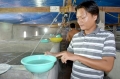 Cà Mau: Tôm giống ế ẩm đầu ra