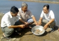 Thái Bình: Khống chế dịch bệnh trên tôm nuôi