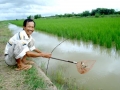 Sản xuất tôm - lúa theo GAP