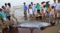 Trà Vinh: Phát hiện 2 cá heo chết trôi dạt vào bờ biển