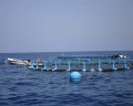 Liên minh châu Âu: Tổ chức độc lập nỗ lực tham gia thúc đẩy nuôi trồng thủy sản