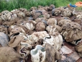 Thu giữ 3.750kg vỏ trai tai tượng có nguy cơ tuyệt chủng