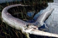 Trăn khổng lồ nổ tung bụng vì nuốt chửng cá sấu