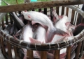 Mỹ: Nhập khẩu cá tra tiếp tục tăng