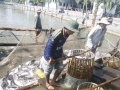 ĐBSCL: “Treo miệng” cá tra