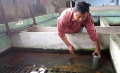 Giải pháp phòng bệnh đảm bảo năng suất lươn nuôi cao