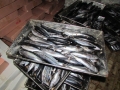 Tiêu hủy cá tại các kho lạnh trên địa bàn Quảng Trị