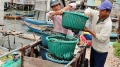 Khánh Hòa: Trúng đậm mùa sò lông