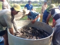 Phụng Hiệp: Người nuôi cá lóc được mùa được giá