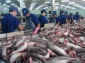 Doanh nghiệp cá tra Việt Nam cần tập trung vào thị trường nội địa