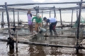 Cá nuôi chết hàng loạt ở đầm Cầu Hai, người dân thiệt hại nặng