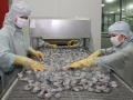 Kim ngạch XK tôm 2015 có thể giảm mạnh ở hàng loạt thị trường trọng điểm
