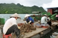 Quảng Ninh: Khai thác, nuôi trồng thủy sản ở Vân Đồn: Nỗ lực vượt khó