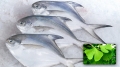 Ứng dụng lá Bạch quả trong bảo quản cá đông lạnh