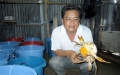 Ươm cua bột: Thêm hy vọng cho vùng độc canh con tôm