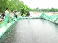 Anh Huỳnh Văn Cương cuộc sống khấm khá nhờ nghề ương, nuôi cá