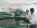 Bạc Liêu: Sản xuất thành công tôm giống càng xanh