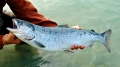 Vaccine vẫn chưa hiệu quả cho ngành nuôi cá hồi