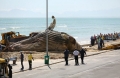 Bãi biển nổi tiếng phải tạm đóng cửa vì xác con cá voi khổng lồ