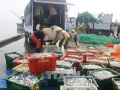 Kiểm soát các lô hàng thủy sản xuất khẩu từ 4 tỉnh có cá chết
