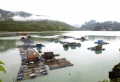 Vân Đồn khai thác thuỷ hải sản đạt gần 20 nghìn tấn