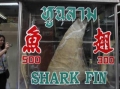 Vi cá mập không còn là món ăn quý tại Hồng Kông