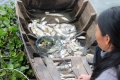 Tìm ra nguyên nhân khiến cá chết hàng loạt ở An Giang