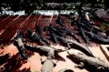 “Vua cá sấu” kiếm tiền tỉ ở Hà Nội