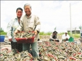 "Vua tôm bất bại" kiện công ty sản xuất tôm giống