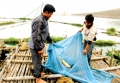 Huyện Đà Bắc phát triển nuôi trồng thủy sản bền vững trên vùng hồ Hòa Bình