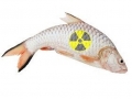 Nhật Bản: Fukushima ra mắt website thủy sản an toàn