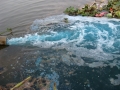 Phú Thọ: Cá chết trắng đầm do ô nhiễm nước thải