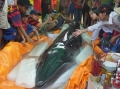 Xác cá voi 500kg dạt bờ biển Thanh Hóa