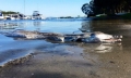 Sinh vật mõm cá sấu mình lươn dạt vào bờ biển Australia