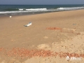 Hà Tĩnh: Một công ty đổ trộm tôm chết la liệt trên bờ biển