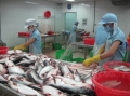 Dự báo giá trị xuất khẩu cá tra tăng mạnh trong quý 4