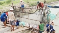 Nghịch lý xuất khẩu cá tra