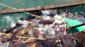 Khánh Hòa xuất khẩu thủy sản chính ngạch sang Trung Quốc