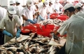 Xuất khẩu cá tra vào Philippines tăng trưởng cao