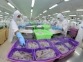 Dự kiến xuất khẩu tôm đạt khoảng 3,1 tỷ USD trong năm 2016