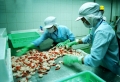 Thủy sản sang Mỹ vẫn khó khăn