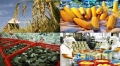 Xuất khẩu nông sản đạt gần 9,7 tỷ USD