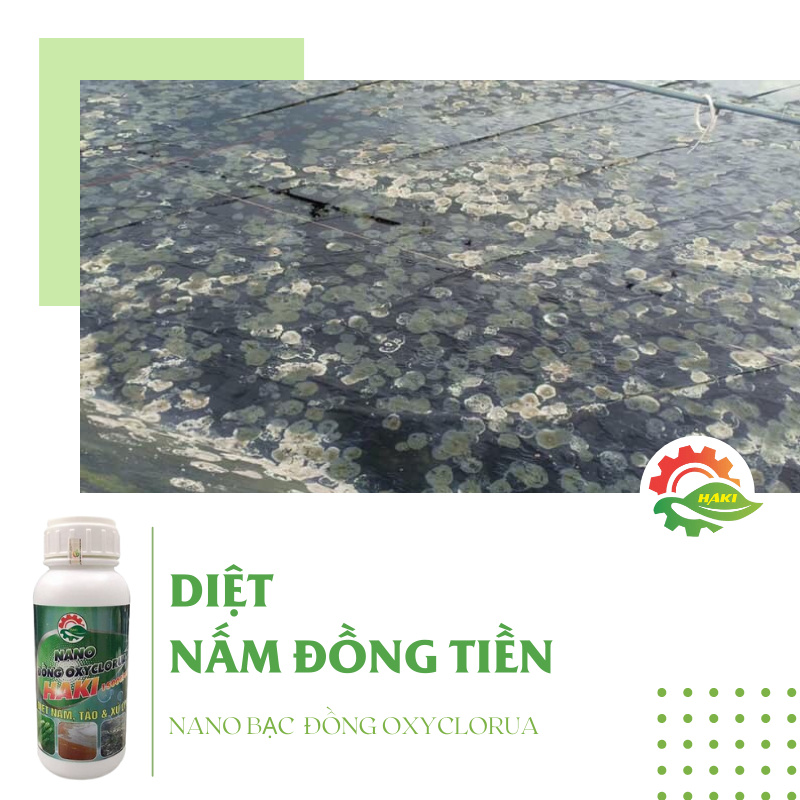 Nano đồng oxyclorua Haki - Ảnh 3