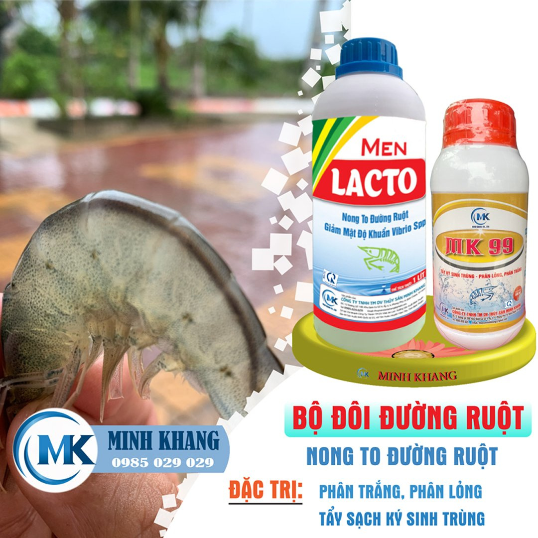 Bộ đôi đặc trị bệnh đường ruột MEN LACTO - MK99 - Ảnh 2
