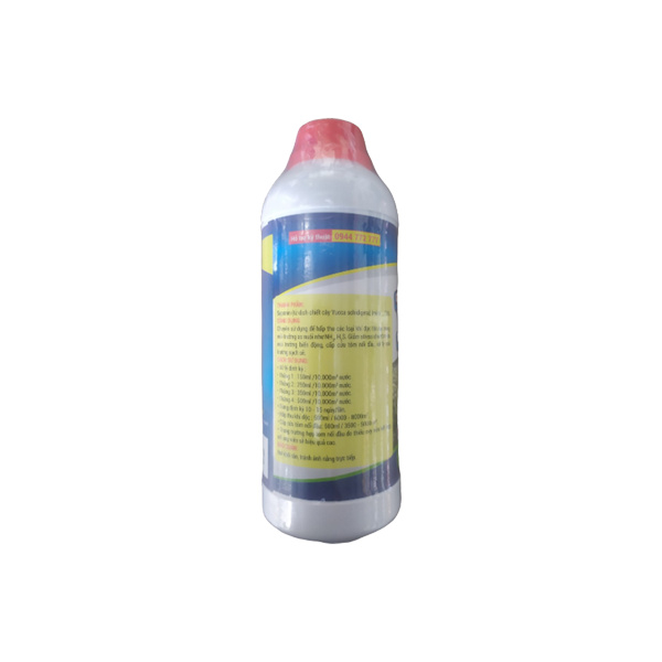 Yucca Deorase - Ảnh 2
