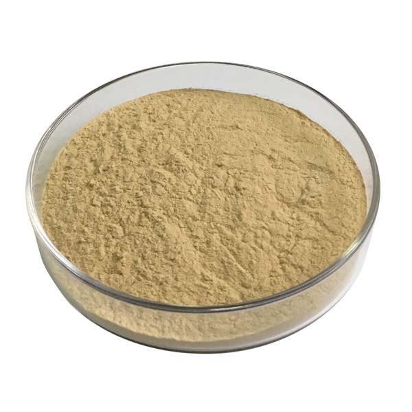 BACILLUS AMYLOLIQUEFACIENS