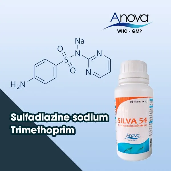 SILVA 54 - Ảnh 3
